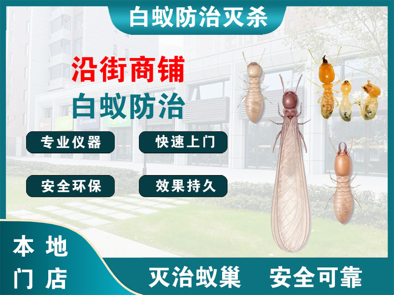 洞头区沿街商铺白蚁防治