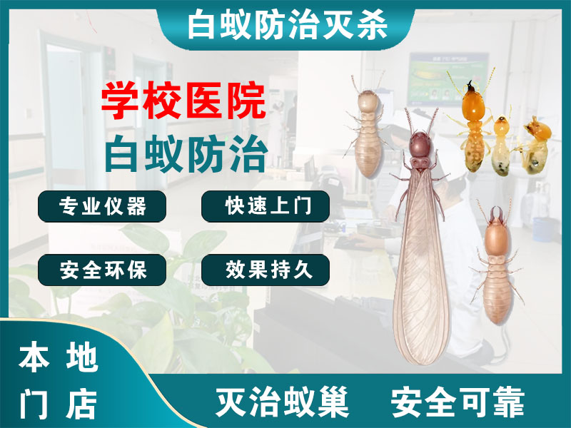 洞头区学校医院白蚁防治