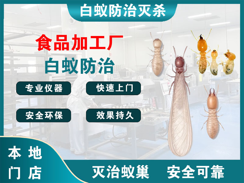 洞头区食品加工厂白蚁防治