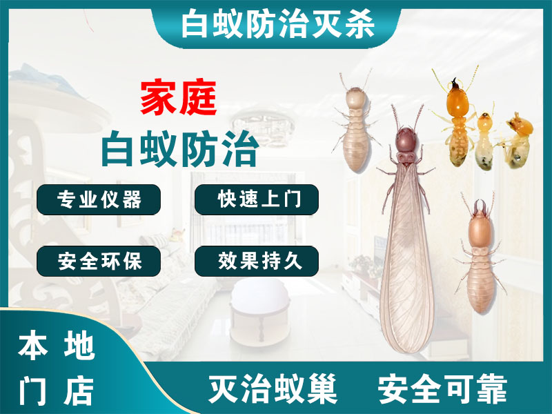 洞头区家庭白蚁防治