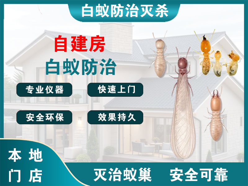 洞头区自建房白蚁防治