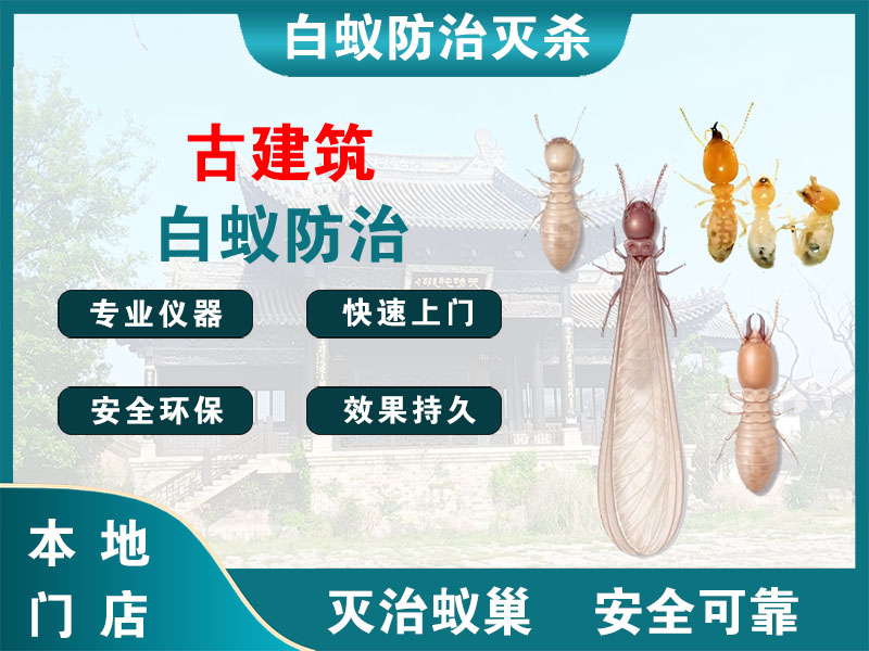 洞头区古建筑白蚁防治