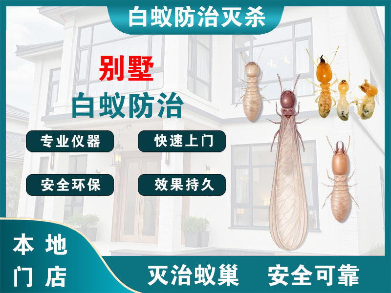 洞头区别墅白蚁防治