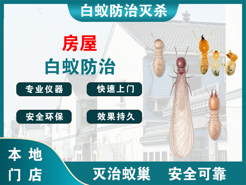洞头区房屋白蚁防治